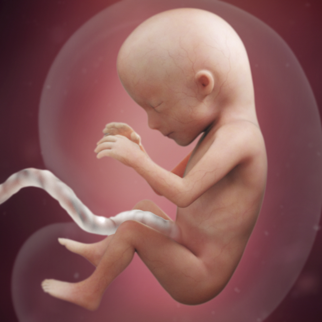 15 Weeks Pregnant: Symptoms, Bump &amp; More | Babycenter intended for July 2020 Babycenter