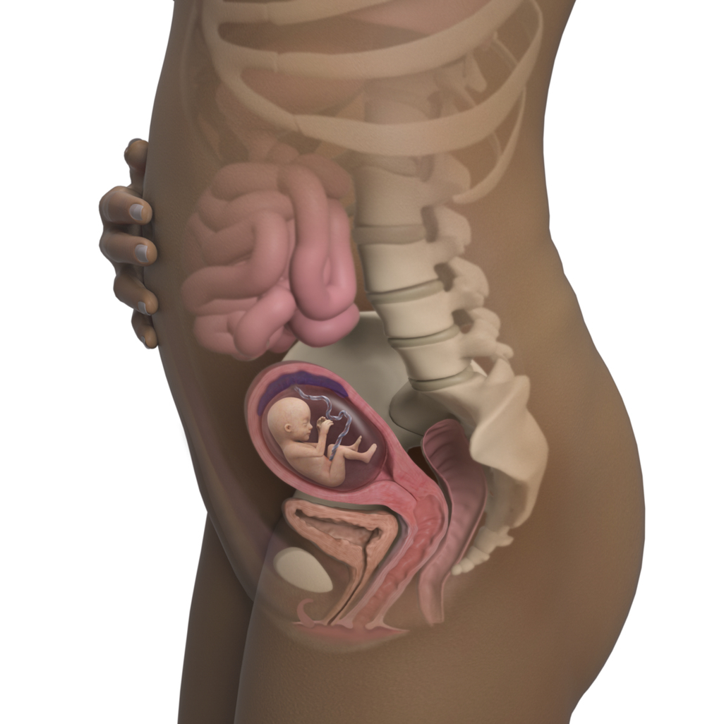 15 Weeks Pregnant: Symptoms, Bump &amp; More | Babycenter regarding July 2020 Babycenter