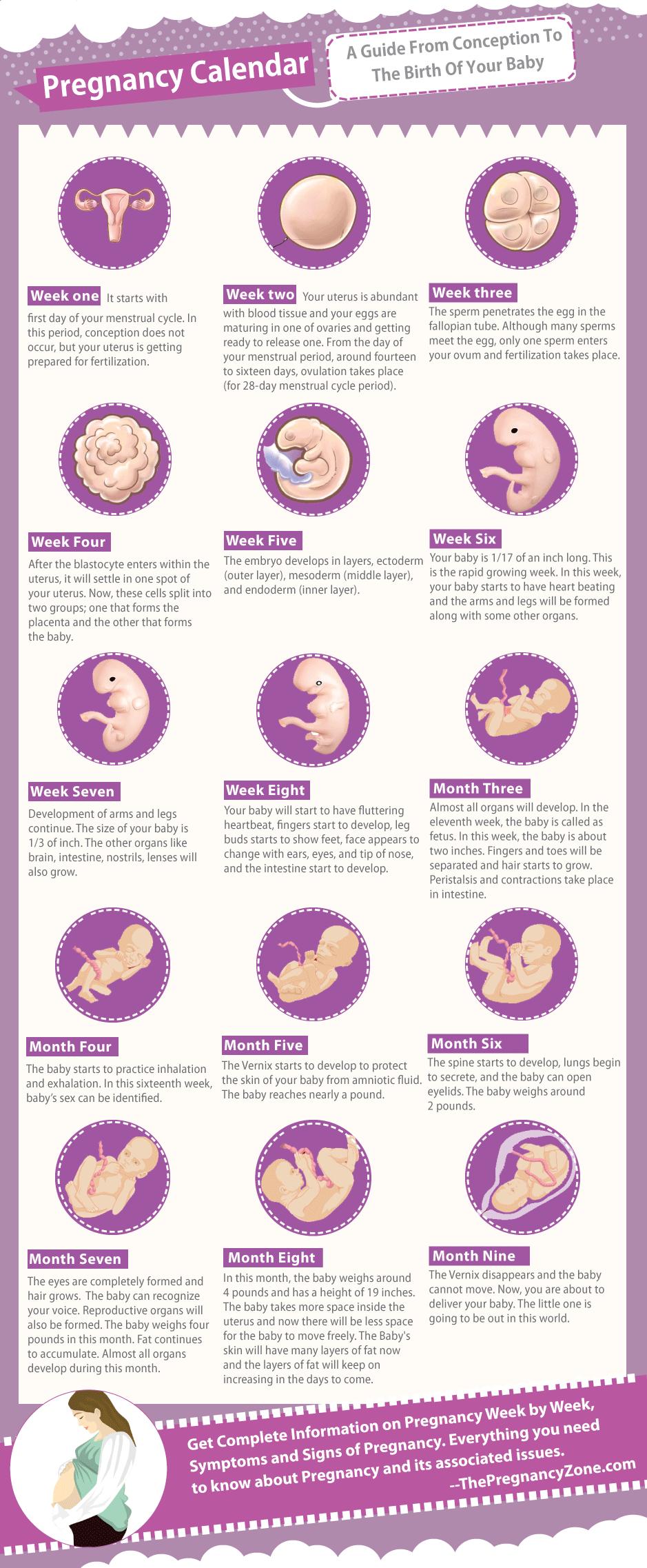 Пин На Доске Pregnancy in Pregnancy Calendar Day By Day Pictures