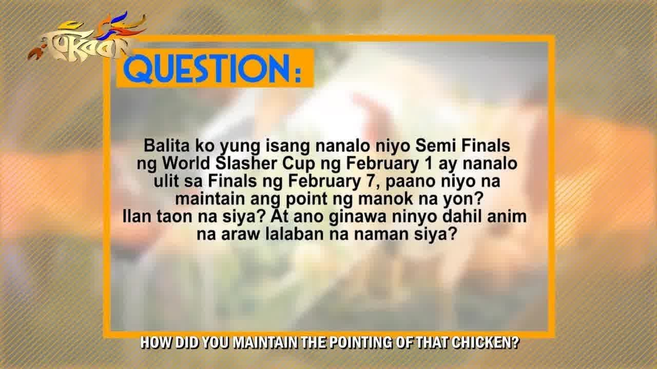 How To Maintain The Pointing Of Gamefowls? throughout Calendar Ng Manok Panabong