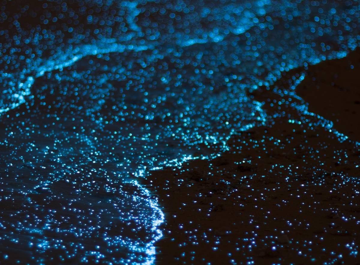 How To Visit Mosquito Bay, The Vieques Bioluminescent Bay In throughout Moon Calendar Puerto Rico