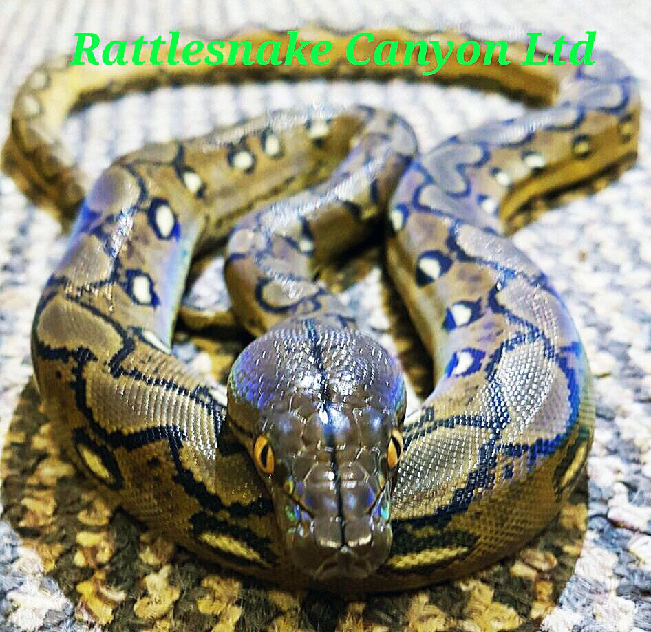 Rattlesnake Canyon | Dwa Specialist And Distributor regarding Reptile Shop Birmingham