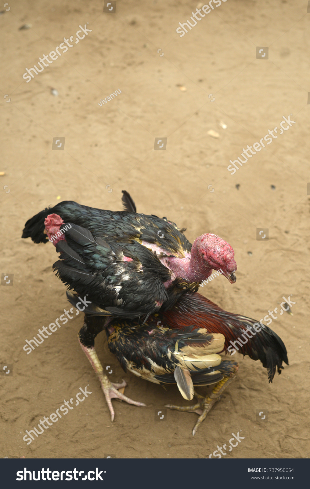 Two Cocks Fight Cockfights Often Staged Stock Photo (Edit for Lunar Calendar Cockfighting 2020