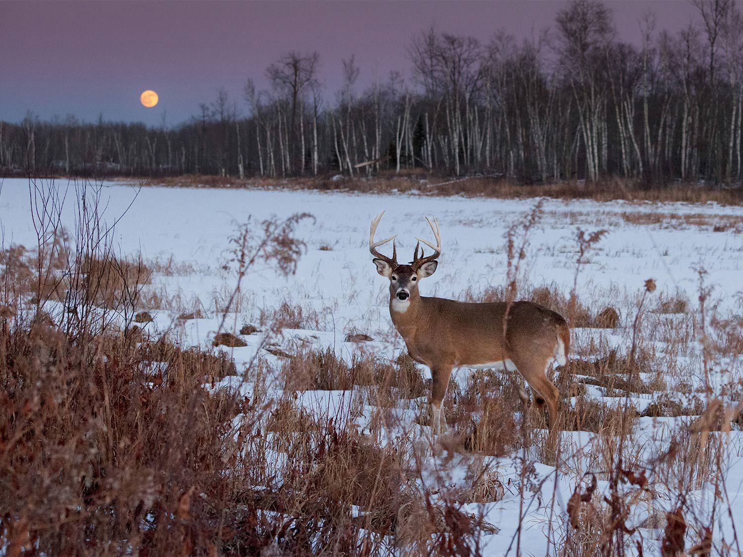 Il Deer Rut 2020 | Calendar Template Printable Monthly Yearly for Lunar Calendar Hunting Deer