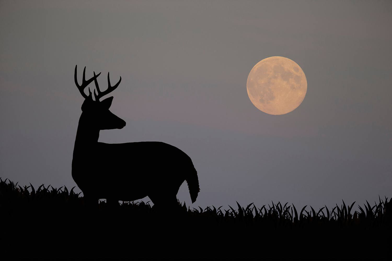 Pick 2020 Rut Predictions | Calendar Printables Free Blank intended for Lunar Calendar Hunting Deer