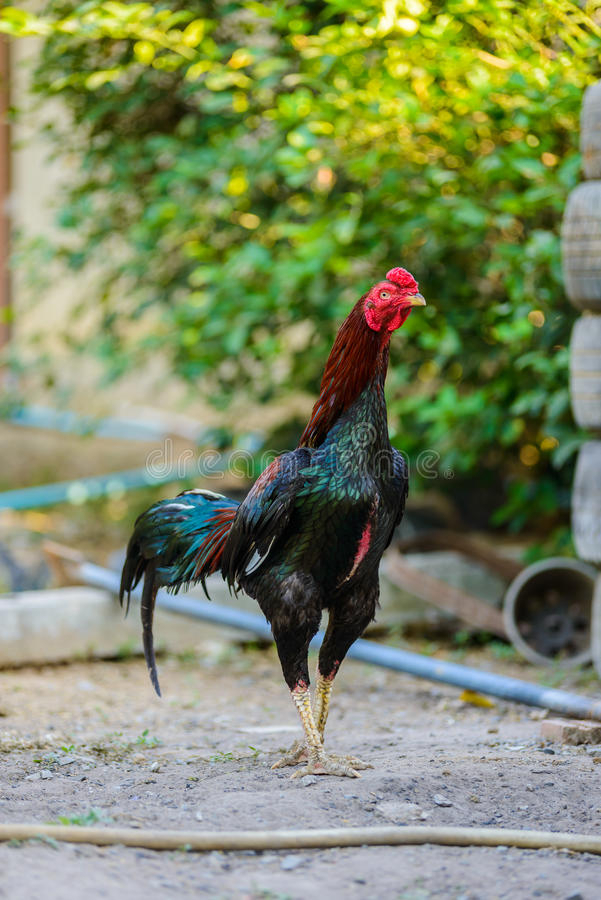 Chicken Fighting Farm Stock Photos  Download 1,043 regarding Fighting Cock Calendar