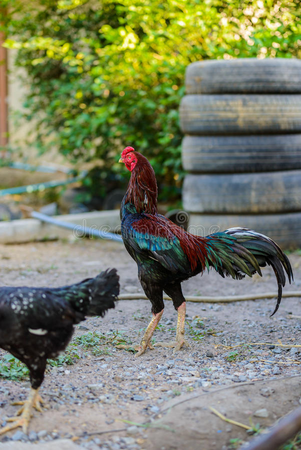 Chicken Fighting Farm Stock Photos  Download 1,043 within Fighting Cock Calendar