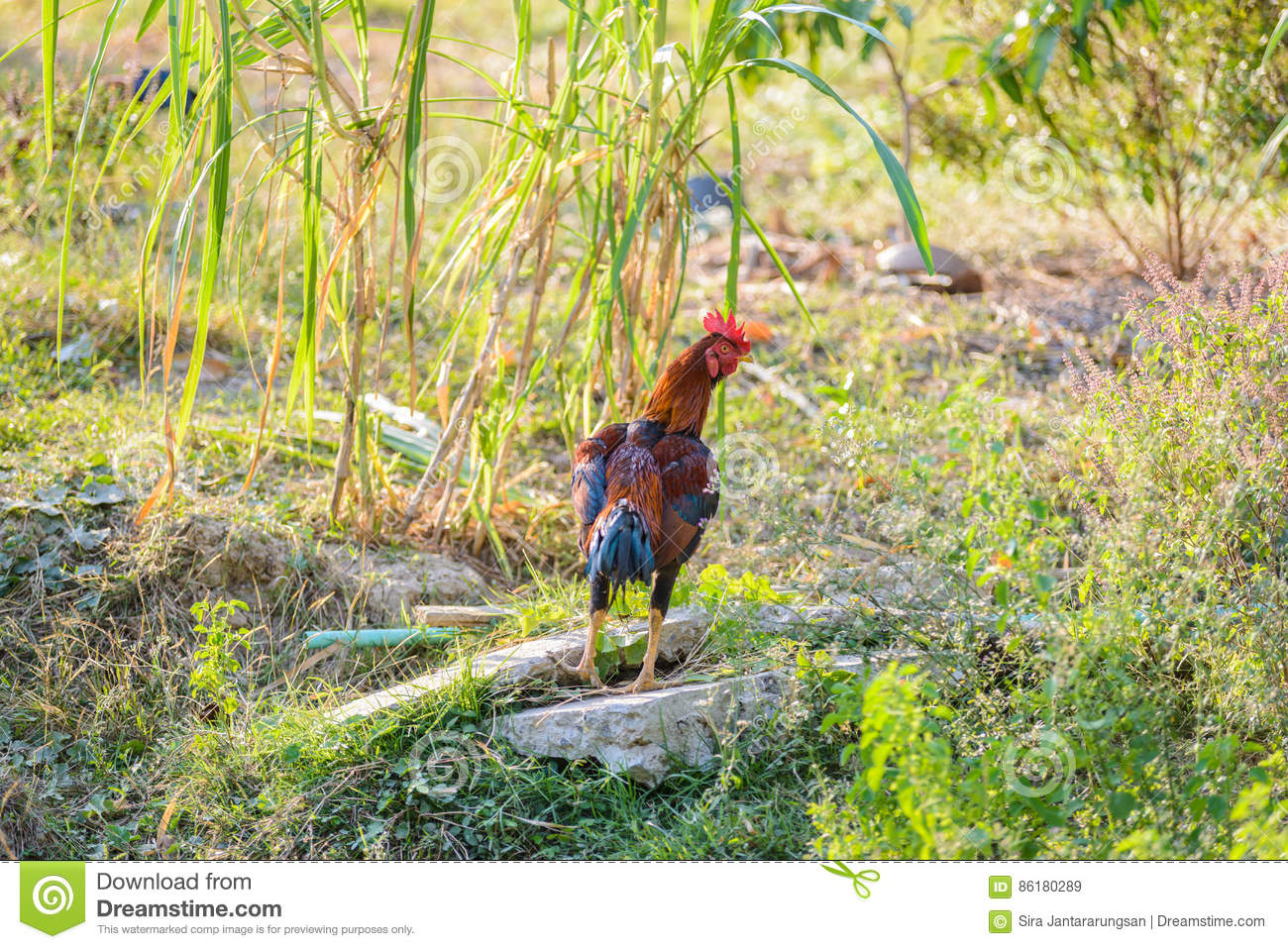 Colorful Rooster Or Fighting In The Farm Stock Image with regard to Fighting Cock Calendar