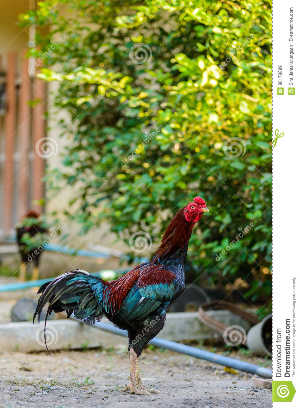 Colorful Rooster Or Fighting In The Farm Stock Image within Fighting Cock Calendar