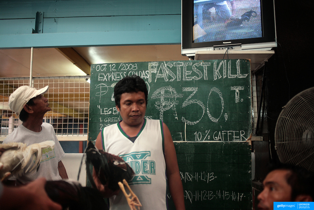 &#039;Sunday Bloody Sunday&#039; Cockfighting In The Philippine with Fighting Cock Calendar