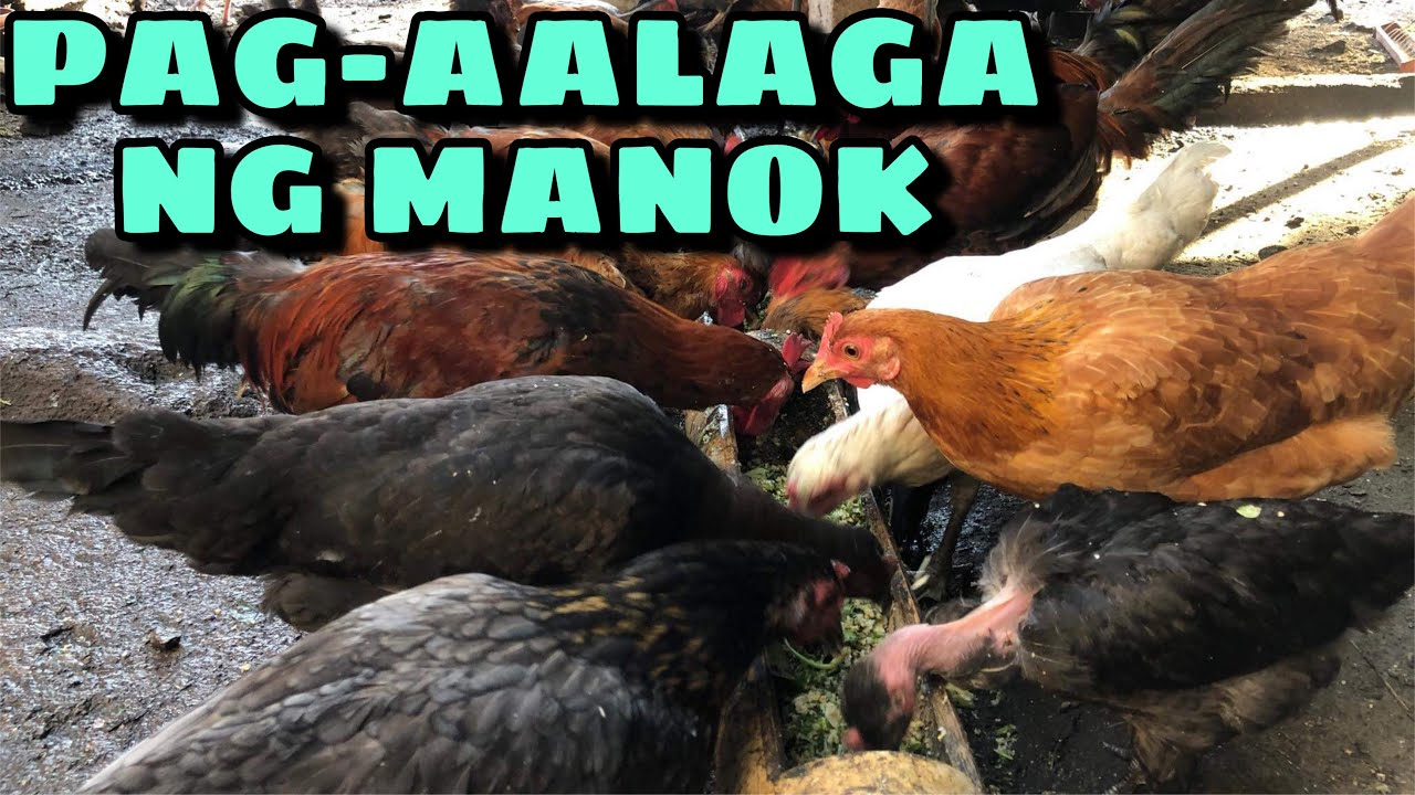 Paano Mag Alaga Ng Manok | Buhay Probinsya| Free Range inside Calendar Ng Manok Panabong 2021