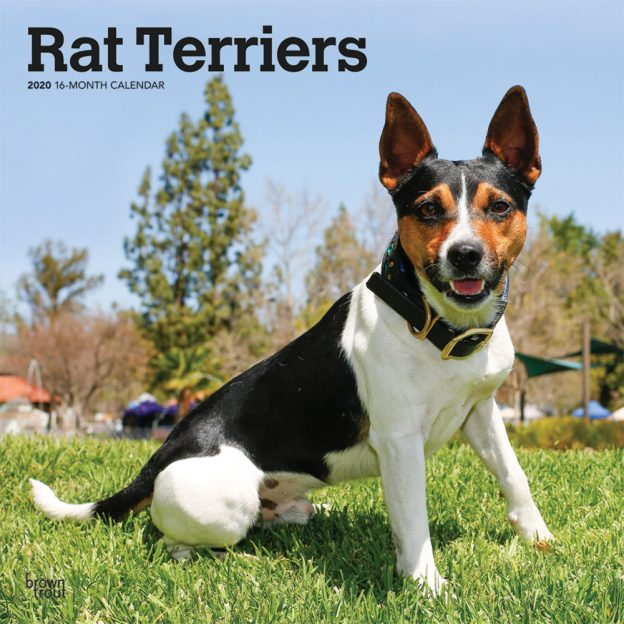 Rat Terriers 2020 Square Wall Calendar | Dogdays 2021 throughout December Calendar 2021 Empire And Puzzles