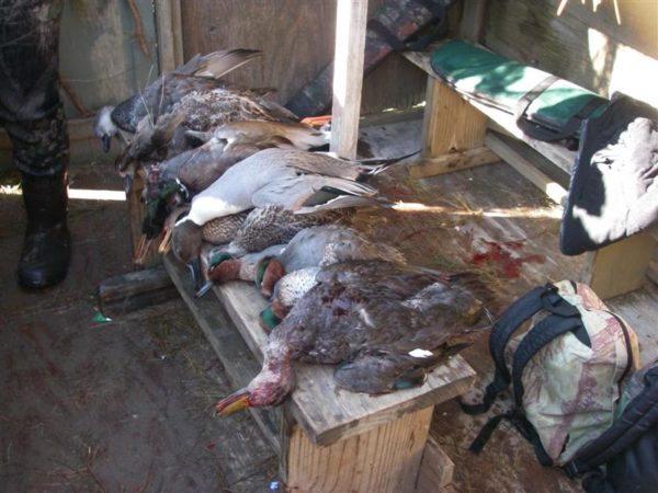 Weekly Updates  Outer Banks Duck Hunting throughout Moon Phase For Gamefowl