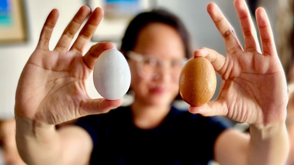 Ano Ang Kulay Ng Itlog Mo? inside Kulay Ng Manok Calendar