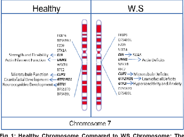 Figure 1 From Williams Syndrome : The Extraordinary regarding Autism Social Skills Profile 2 Pdf