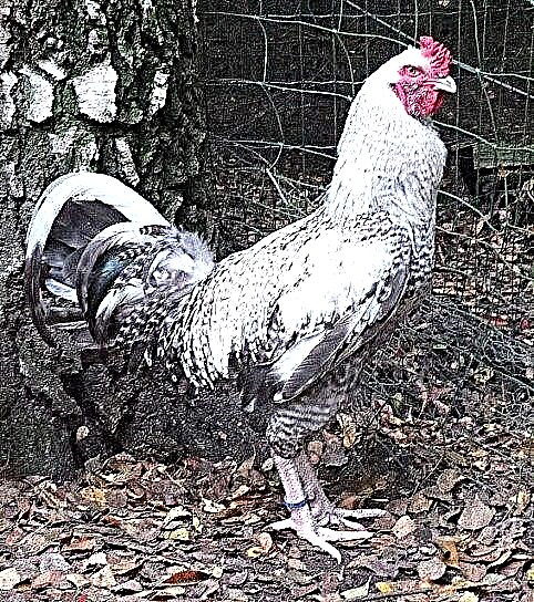 Manok  Mga Lahi At Uri Ng Manok Na May Mga Pangalan inside Kulay Ng Manok Calendar