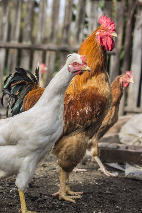 Pagkakaiba Sa Pagitan Ng Mga Brown Na Itlog At Puting regarding Kulay Ng Manok Calendar