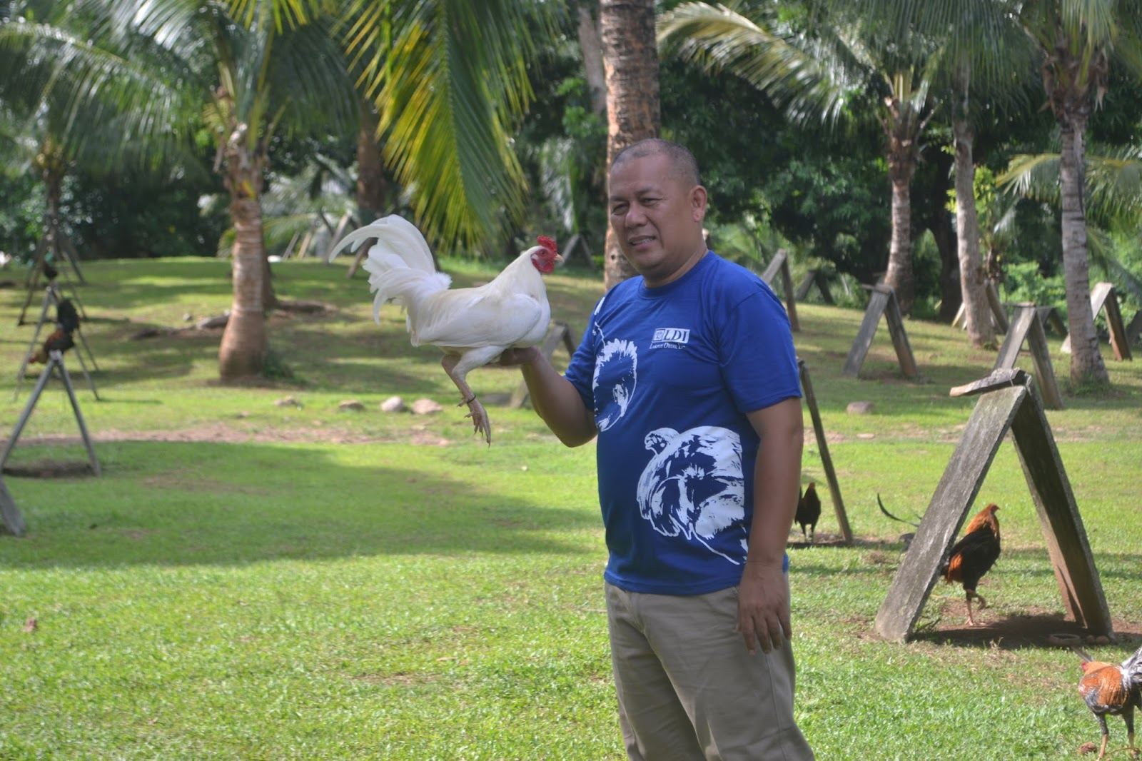 Tapang Ng White Bloodline | Sabong Ngayon  Sabong Online within Kulay Ng Manok Calendar