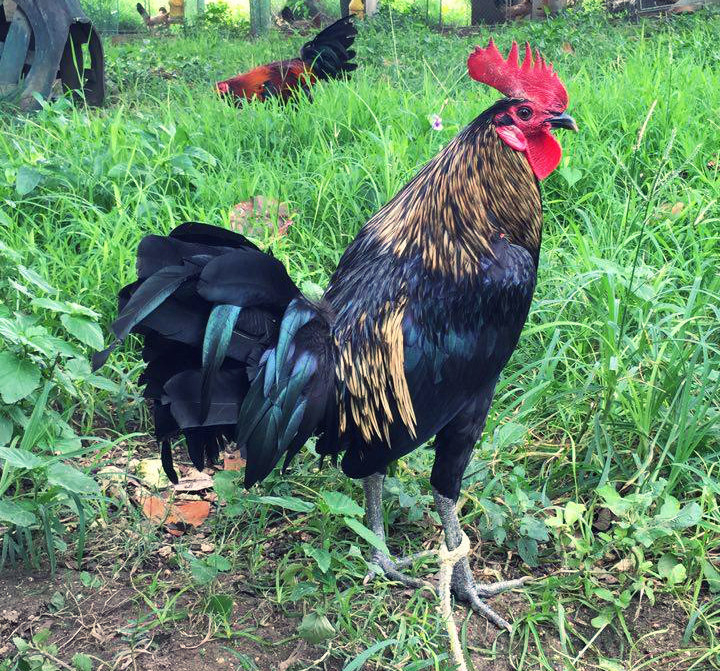 Iba&#039;T Ibang Uri Ng Manok Panabong At Pangalan Nito inside Kontra Balahibo Ng Manok Panabong