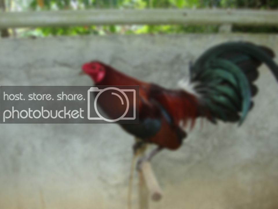 Kaliskis Ng Manok | Calendar For Planning pertaining to Kontra Balahibo Ng Manok Panabong