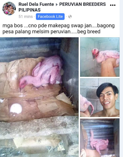 Lalaking Tinanggalan Ng Balahibo Ang Manok, Binatikos with Kontra Balahibo Ng Manok Panabong