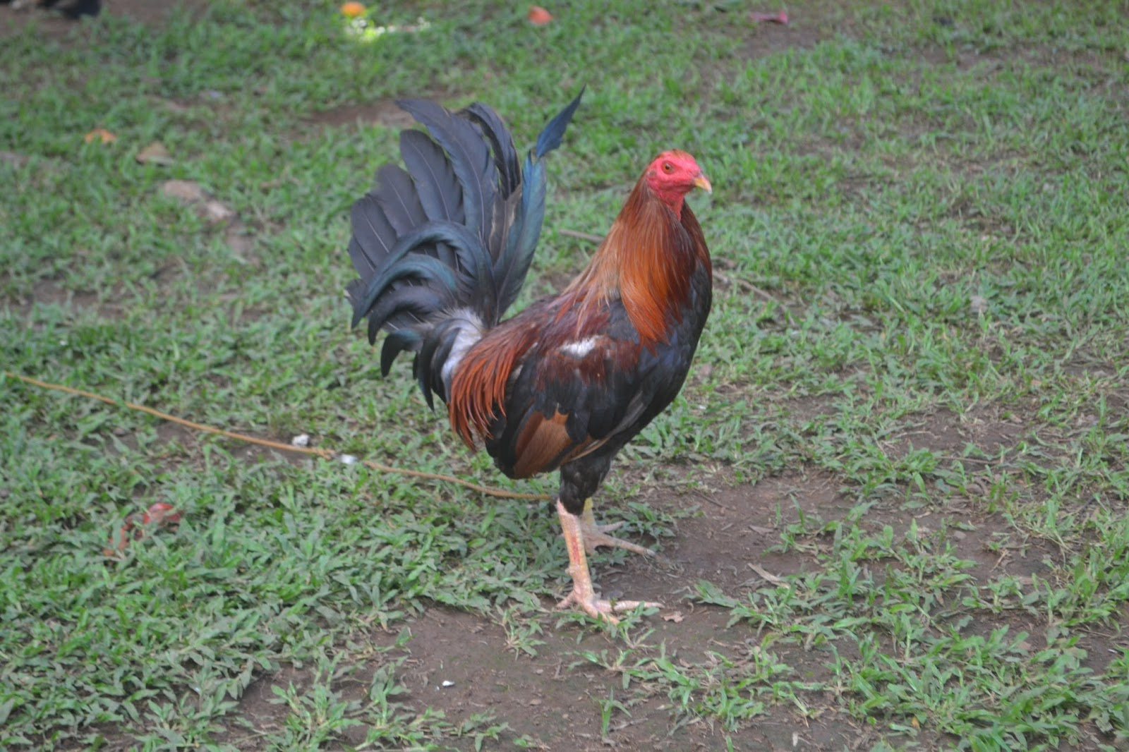 Local Versus Imported Na Manok | Sabong Ngayon  Sabong regarding Kontra Balahibo Ng Manok Panabong