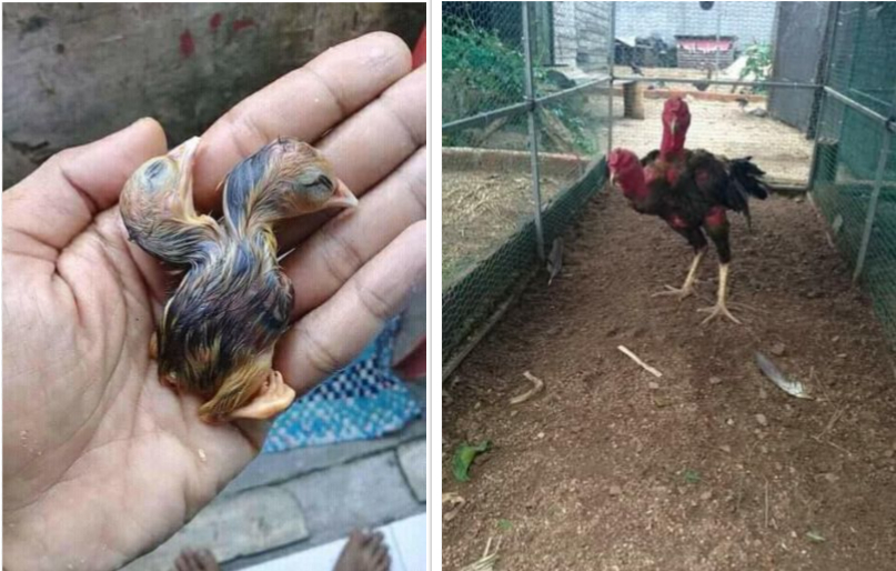 Manok Na Dalawa Ang Ulo, Totoo Ba O Hindi? | Sabong Ngayon regarding Kontra Balahibo Ng Manok Panabong