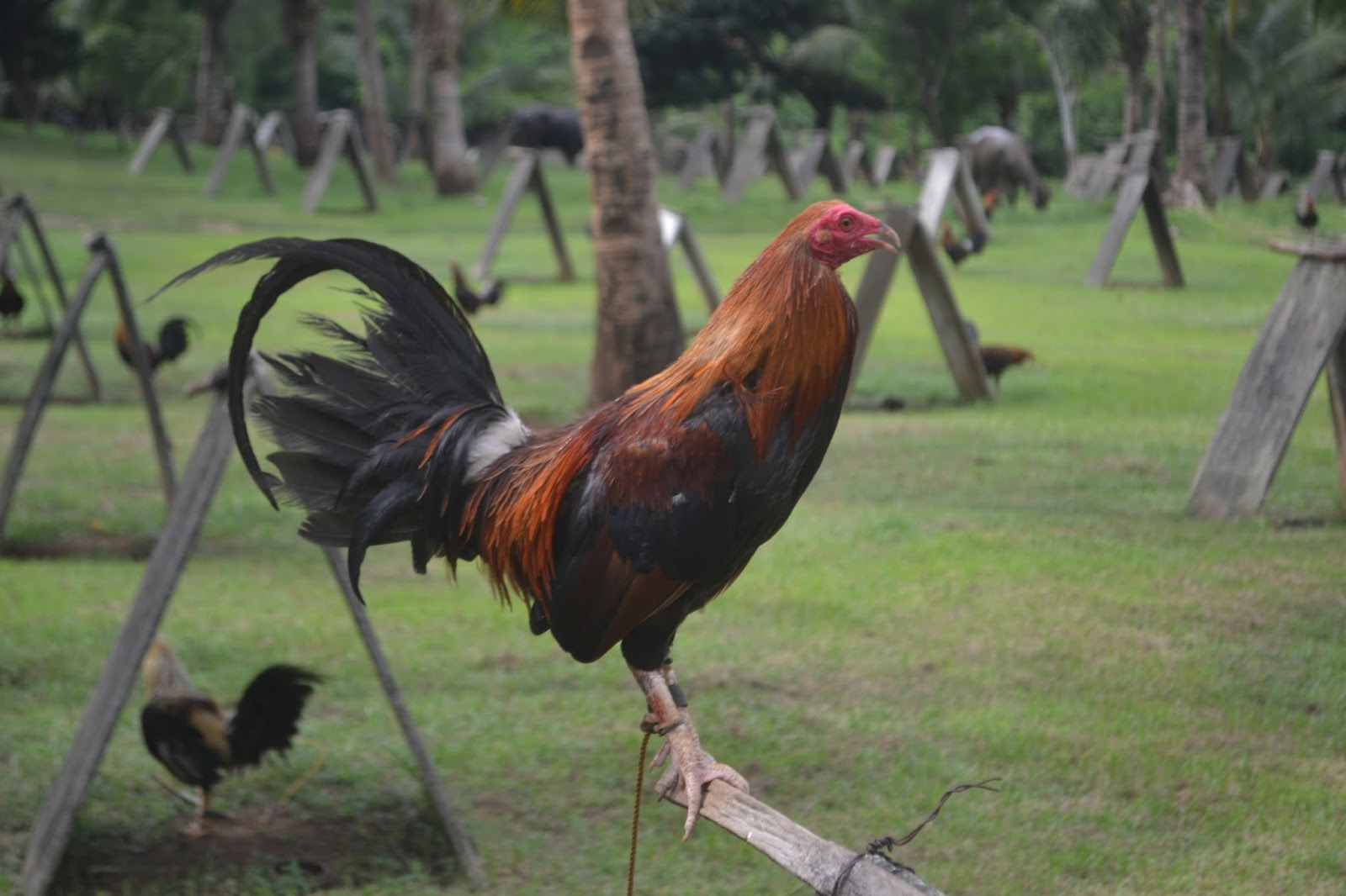 Pagpili Ng Tamang Materyales | Sabong Ngayon  Sabong regarding Kontra Balahibo Ng Manok Panabong