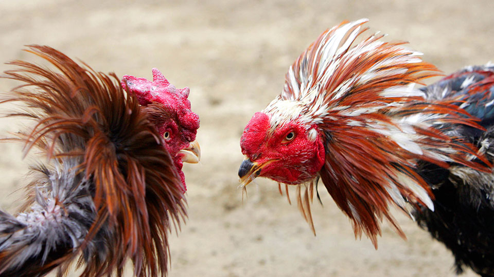 Pulis, Patay Sa Panabong Na Manok Nang Salakayin Ang within Kontra Balahibo Ng Manok Panabong