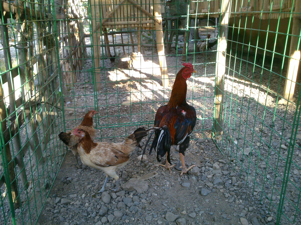 Stonepark Village: Ang Mga Manok in Kontra Balahibo Ng Manok Panabong