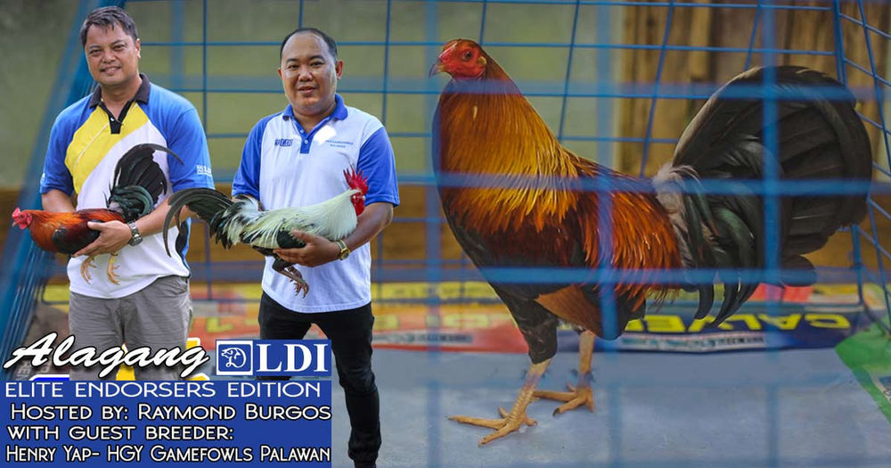 Tips Ni Henry Yap 4 Days Bago Sabong For Alagang Ldi for Kontra Balahibo Ng Manok Panabong