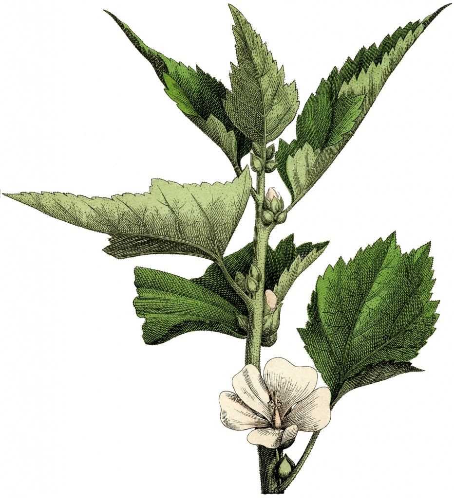 12 White Botanical Flower Images Updated! The Graphics Fairy with regard to Botanical And White Flower