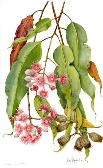 120 Botanical Drawings Esp Australia Inc Joseph Banks Ideas | Botanical in Joseph Banks Botanical Drawings