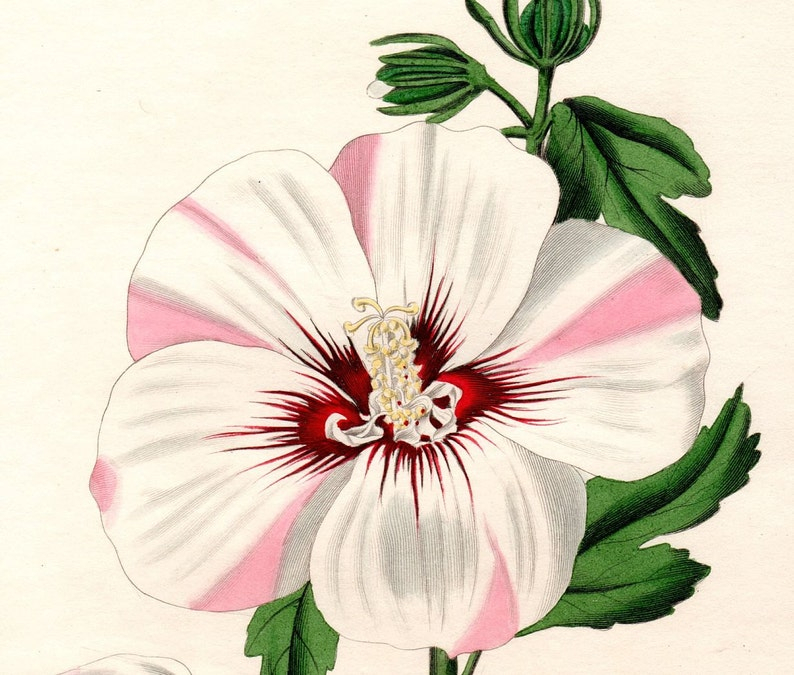 1836 Antique Botanical Print Hibiscus White Flower | Etsy throughout Botanical And White Flower
