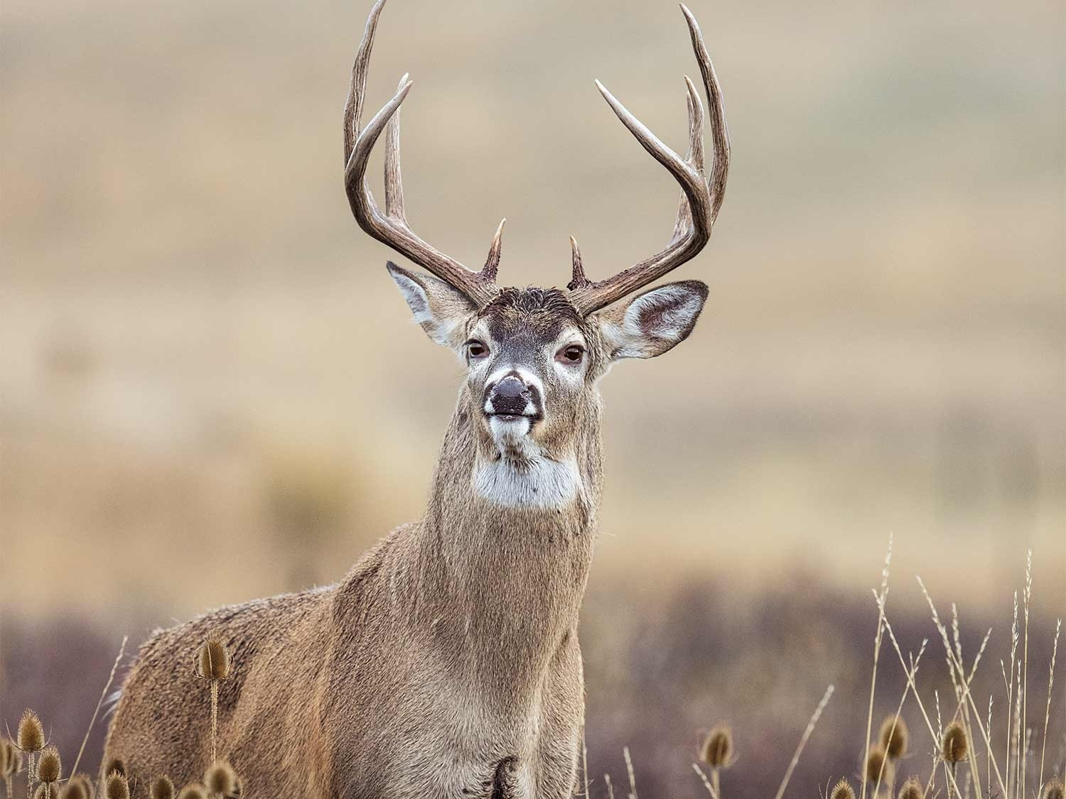 2021 Whitetail Deer Rut Predictions | Calendar Template Printable with Deer Rut Calendar Calendar Printable Free