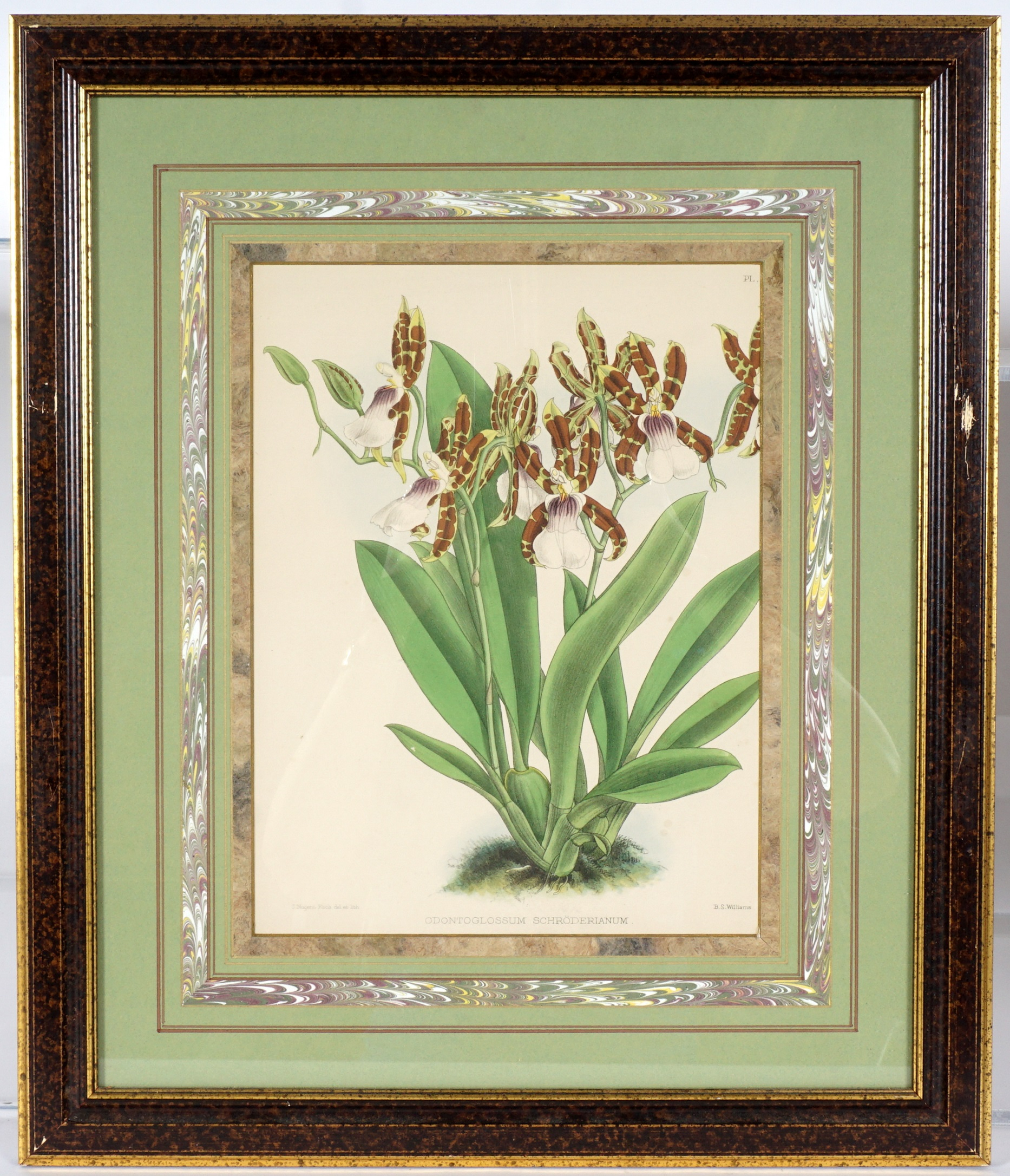 4 John Nugent Fitch Orchid Botanical Prints for John Ruskin Botanical Drawings - Botanical Gallery Calendargraphicdesign.com