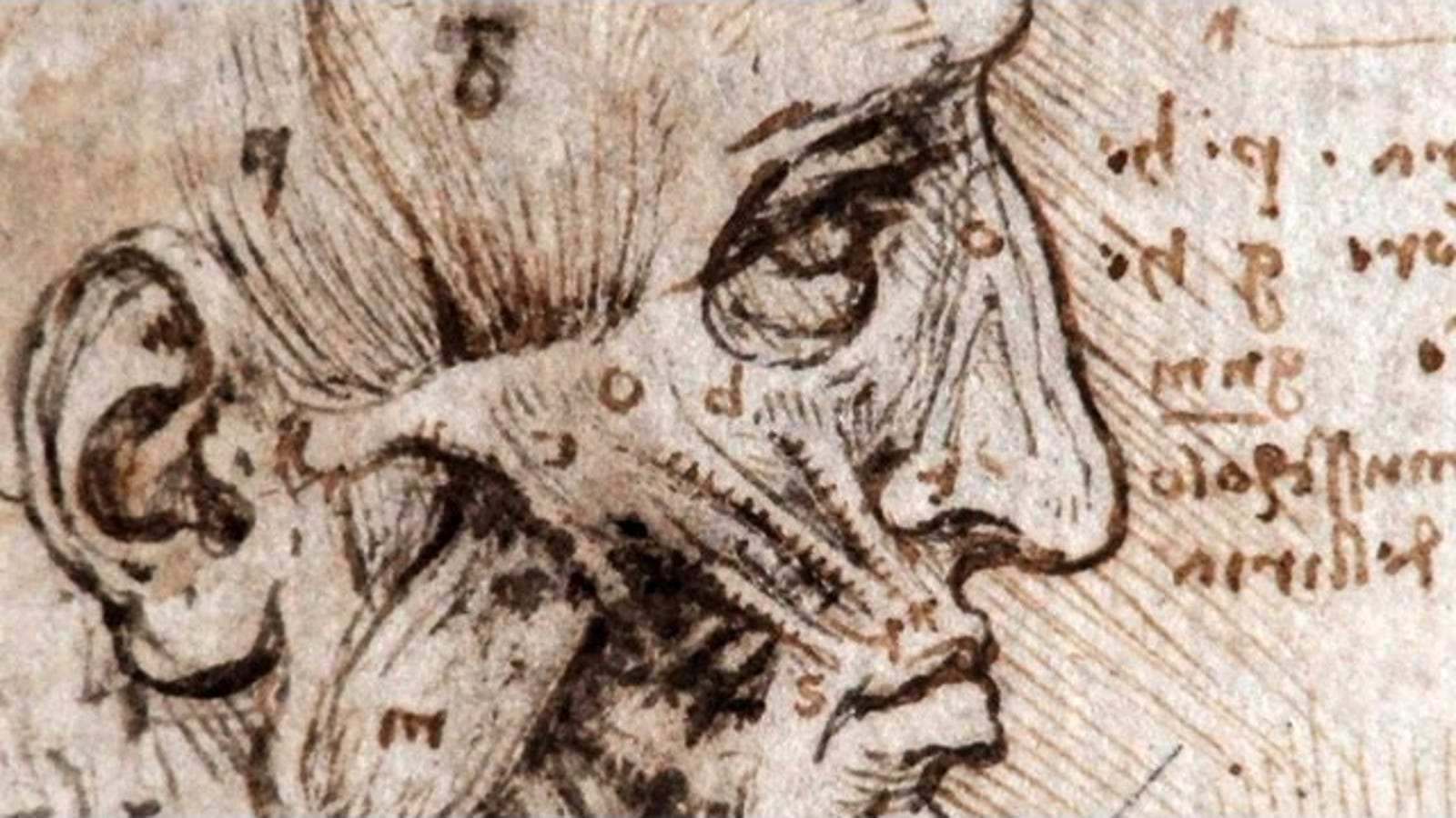 A Glimpse Into The Archives Of Da Vinci&#039;S Anatomical Drawings with regard to Leonardo Da Vinci Drawings