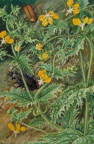 A Marianne North Painting At Kew Gardens | Botanical Painting with regard to Kew Book Of Botanical Illustration