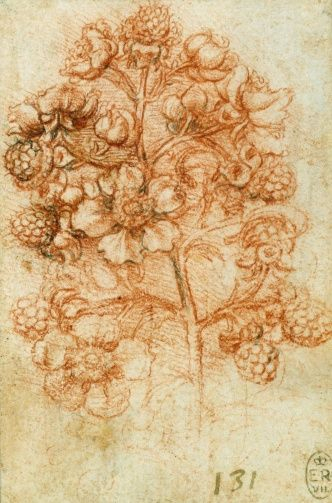 A Sprig Of Blackberry (Rubus Fruticosus), Leonardo Da Vinci (Vinci 1452 regarding Da Vinci Botanical Drawings