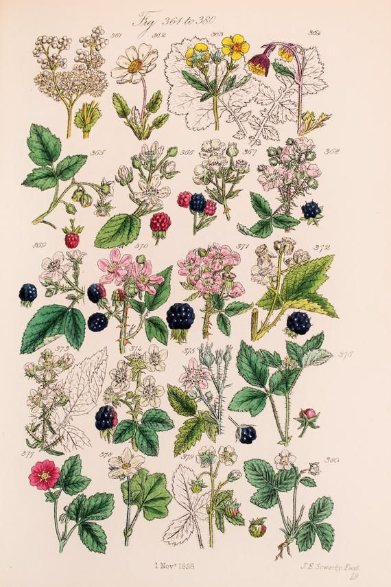 Antique Botanical Print By John Sowerby 1876 Hand Coloured Engraving with John Ruskin Botanical Drawings - Botanical Gallery Calendargraphicdesign.com