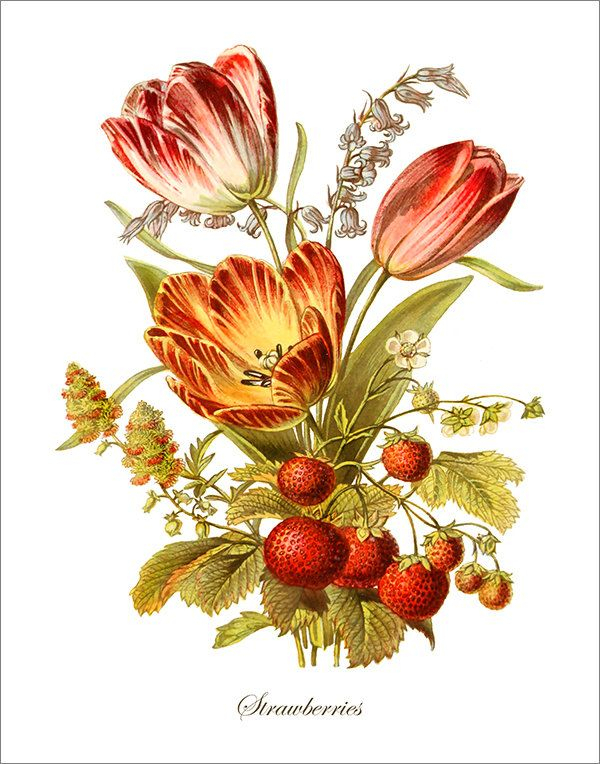 Antique Botanical Print, Tulip Print, Red And Yellow Tulip Giclee in Antique Botanical Prints Reproductions