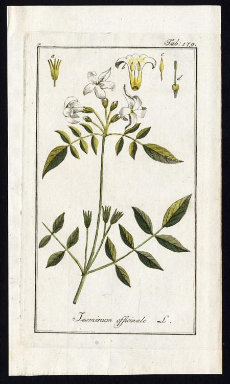Antique Botanical Printjasminum Officinalecommon Jasminezorn1796 in Jasmine Ryan Botanical Artwork