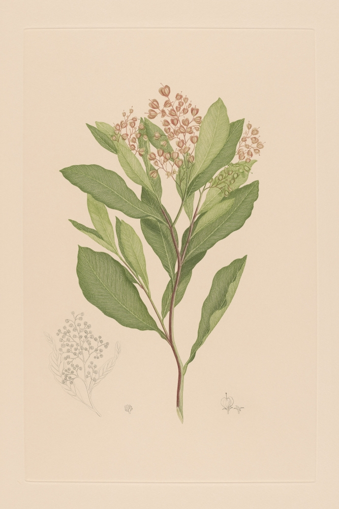 Banks&#039; Florilegium | The Ucsb Current throughout Joseph Banks Botanical Drawings