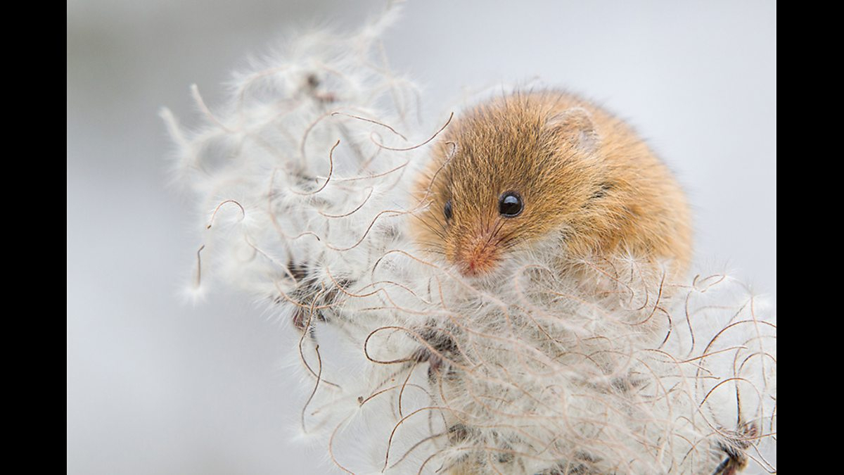 Bbc September Bbc Children In Need Countryfile Calendar 2015 In inside Country Calendars In File