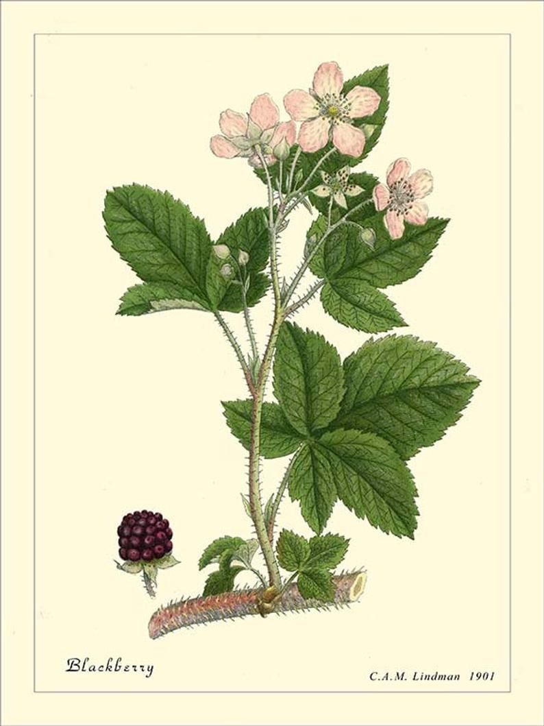 Blackberry Botanical Print Reproduction 307 | Etsy | Botanical Prints within Antique Botanical Prints Reproductions