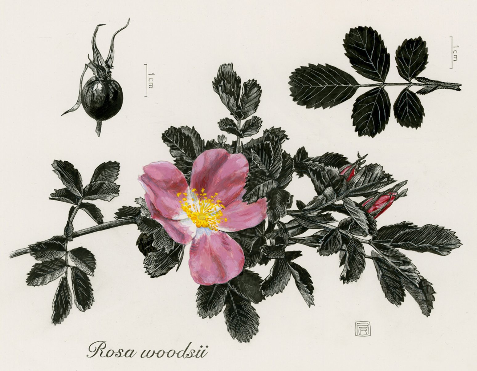 Botanical Illustration pertaining to Diploma In Botanical Illustration