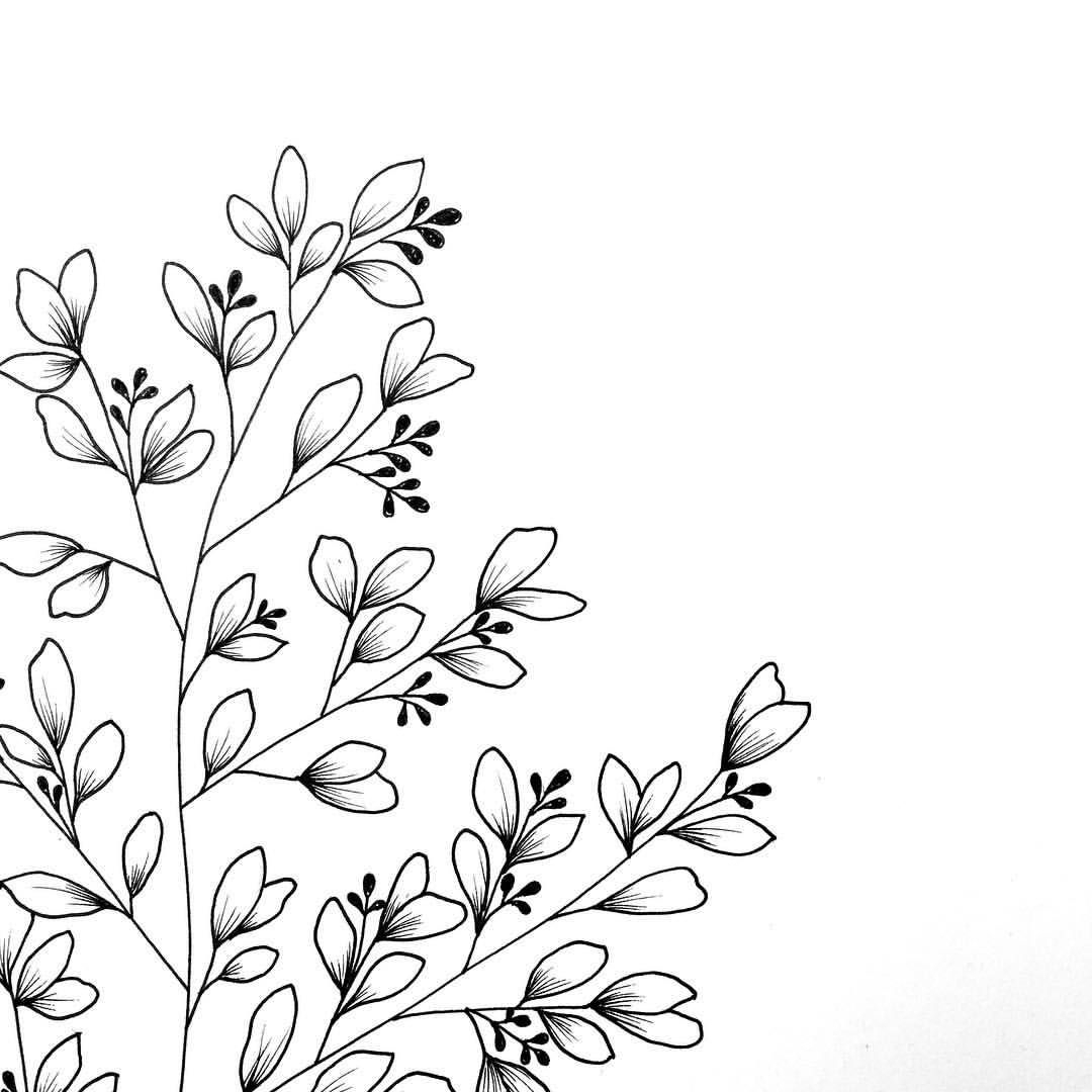 Botanical Illustration Www.gooseberrymoon.co.uk | Flower Drawing with Botanical And White Flower