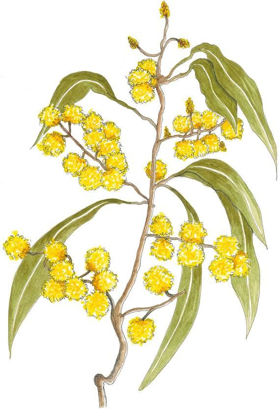Botanical Print, High Quality Giclée, Golden Wattle, A3, Watercolour throughout High Quality Botanical Prints