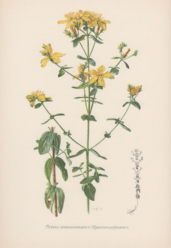 Botanical Print, Hypericum Perforatum, Perforate St John&#039;Swort, Flora inside John Ruskin Botanical Drawings - Botanical Gallery Calendargraphicdesign.com