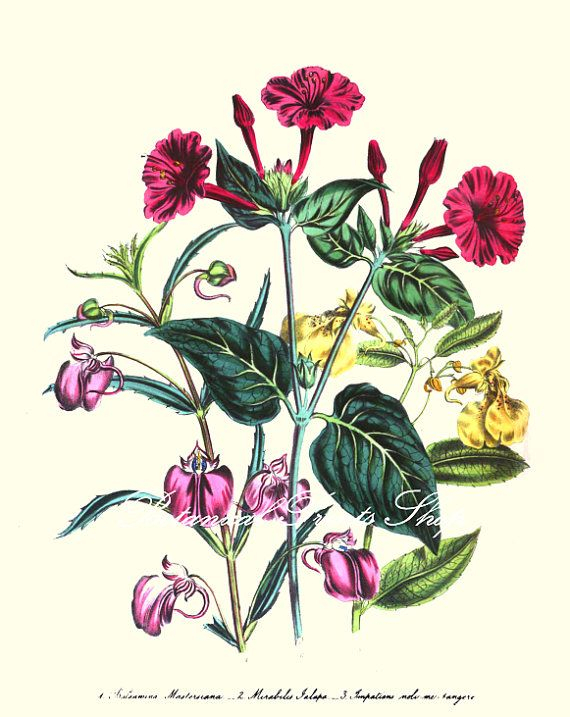 Botanical Print. Impatiens. Flower Print. By Botanicalprintsshop, $10 regarding High Quality Botanical Prints